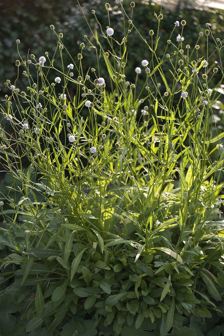 Succisa pratensis 'Alba' (White devil's-bit)