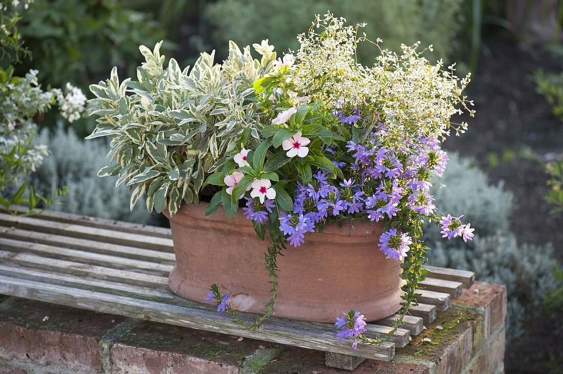 Oval terracotta box with sage 'Rotmühle'