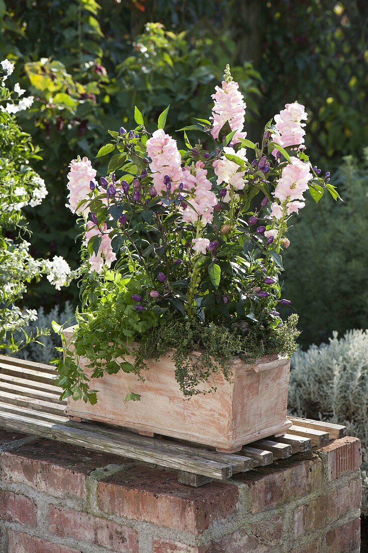 Terrakottakasten mit Antirrhinum (Löwenmäulchen), Petersilie (Petroselinum)