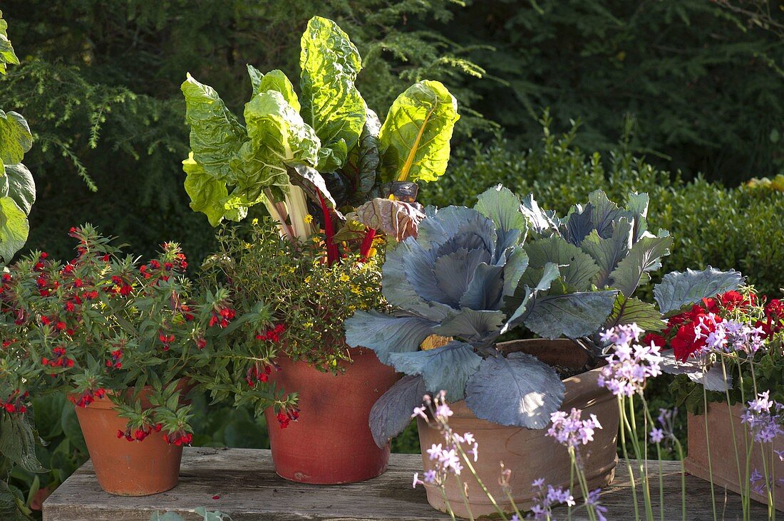 Skiving terrace with herbs and vegetables