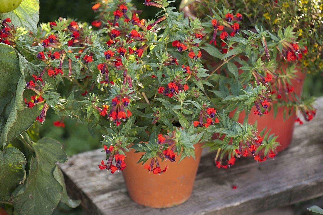 Cuphea llavea 'Tiny Mice' (mouse ear, Mickey Mouse plant)