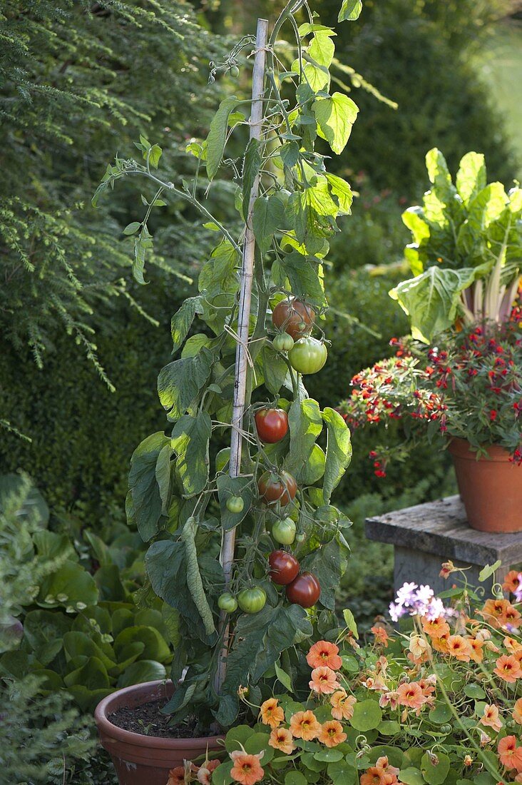 Tomate 'Japanische Trüffel' (Lycopersicon), Tropaeolum 'Peach Melba'