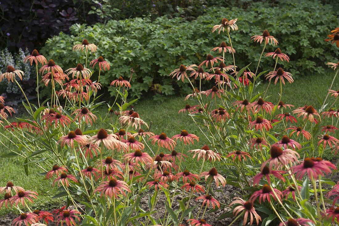 Echinacea purpurea 'Tomato Soup' (Red Coneflower)