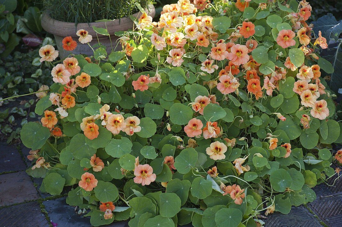 Tropaeolum 'Peach Melba Superior' (Nasturtium)