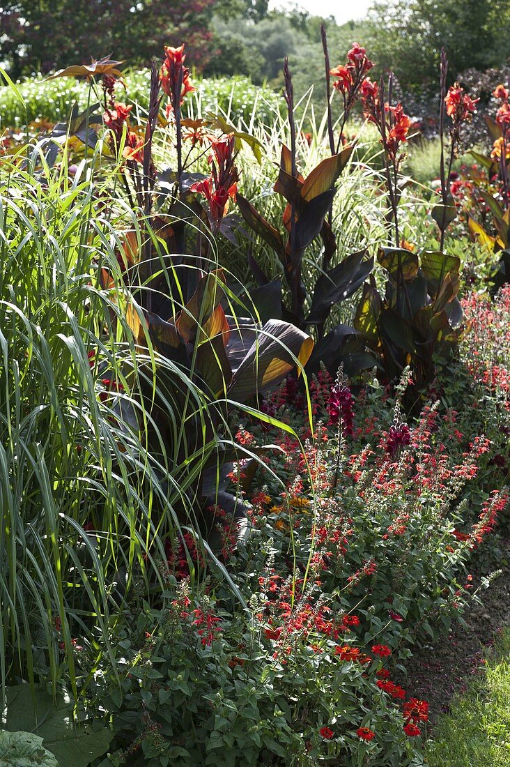 Sommerbeet mit Canna indica (Indischem Blumenrohr), Miscanthus