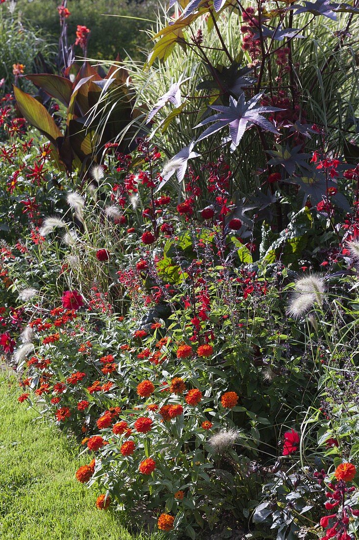 Red-orange summer bed, Zinnia (Zinnia), Ricinus communis