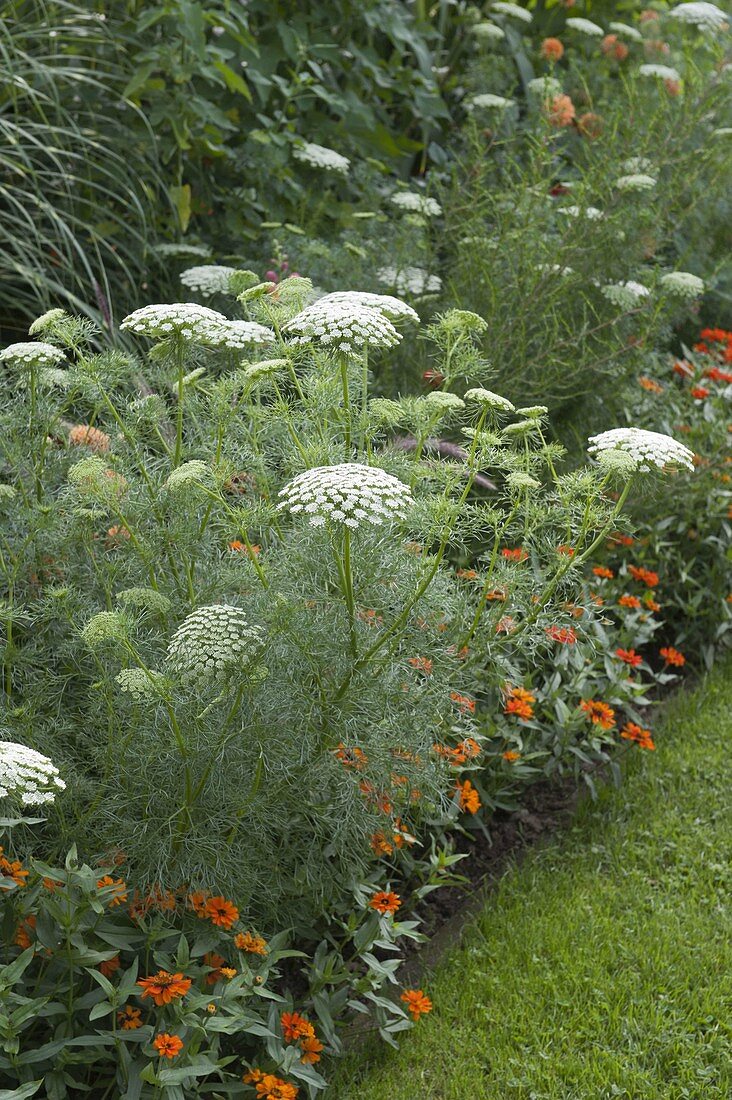 Ammi majus (Carrot), Zinnia (Zinnia)