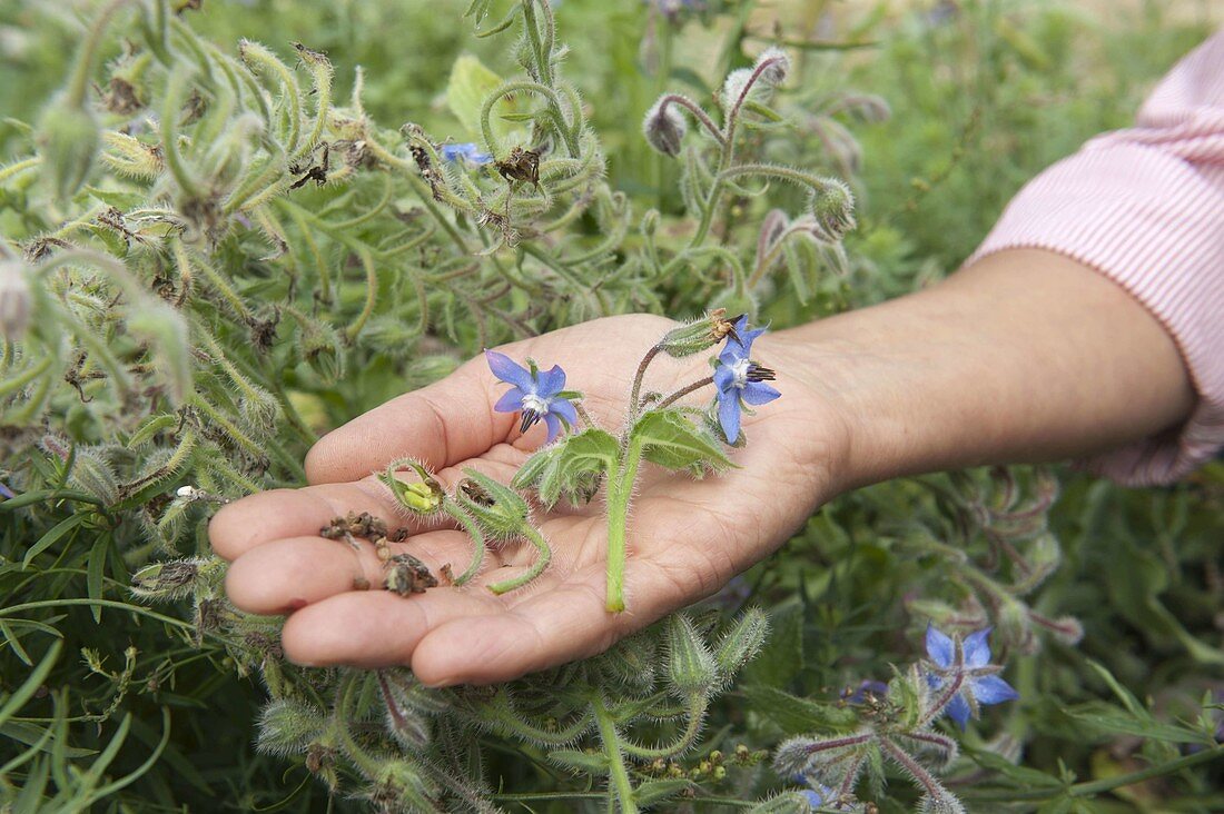 Flower and seed of Borage (Borago) side by side on the hand