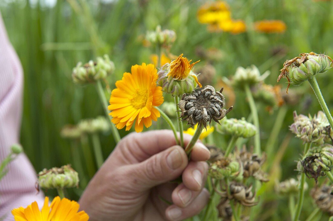 Blossoms and seed stalks of Calendula (marigolds)