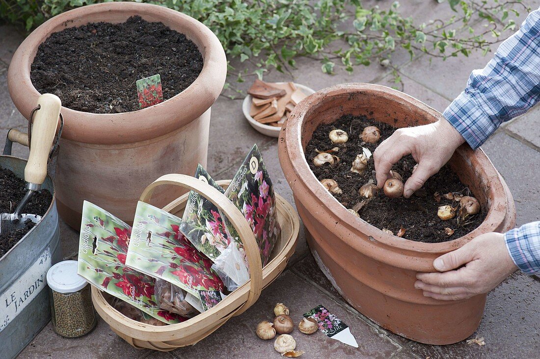 Putting gladioli in a terracotta pot (1/3)