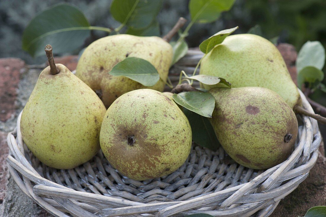 Freshly picked pears 'Gute Luise' (Pyrus) in basket dish
