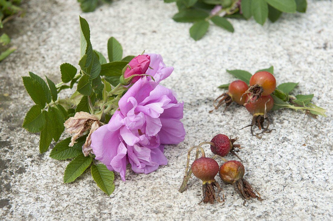 Rosa rugosa (apple rose, potato rose, dune rose), flowers and rose hips