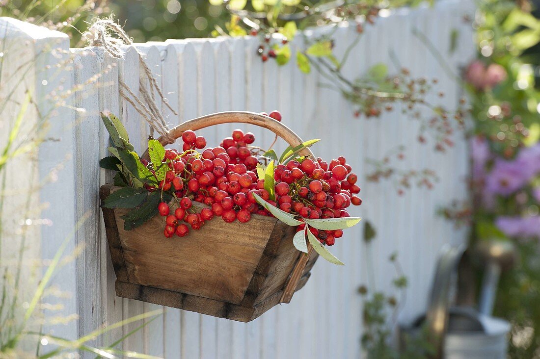 Small basket with freshly harvested berries of mountain ash, rowan tree