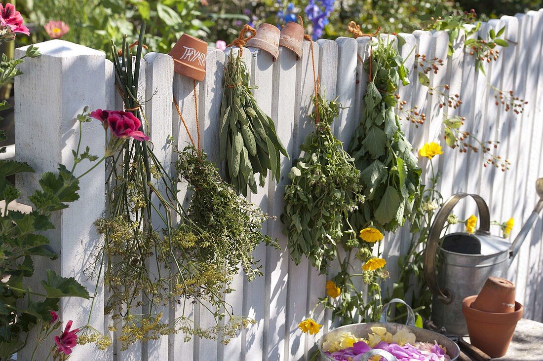 Drying tea and kitchen herbs on the fence