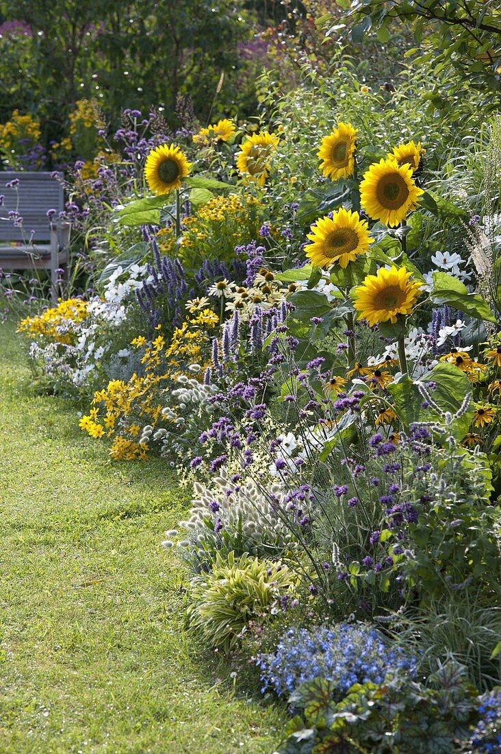 Helianthus 'Summer Breeze'(Sonnenblumen), Agastache'Blue Fortune'