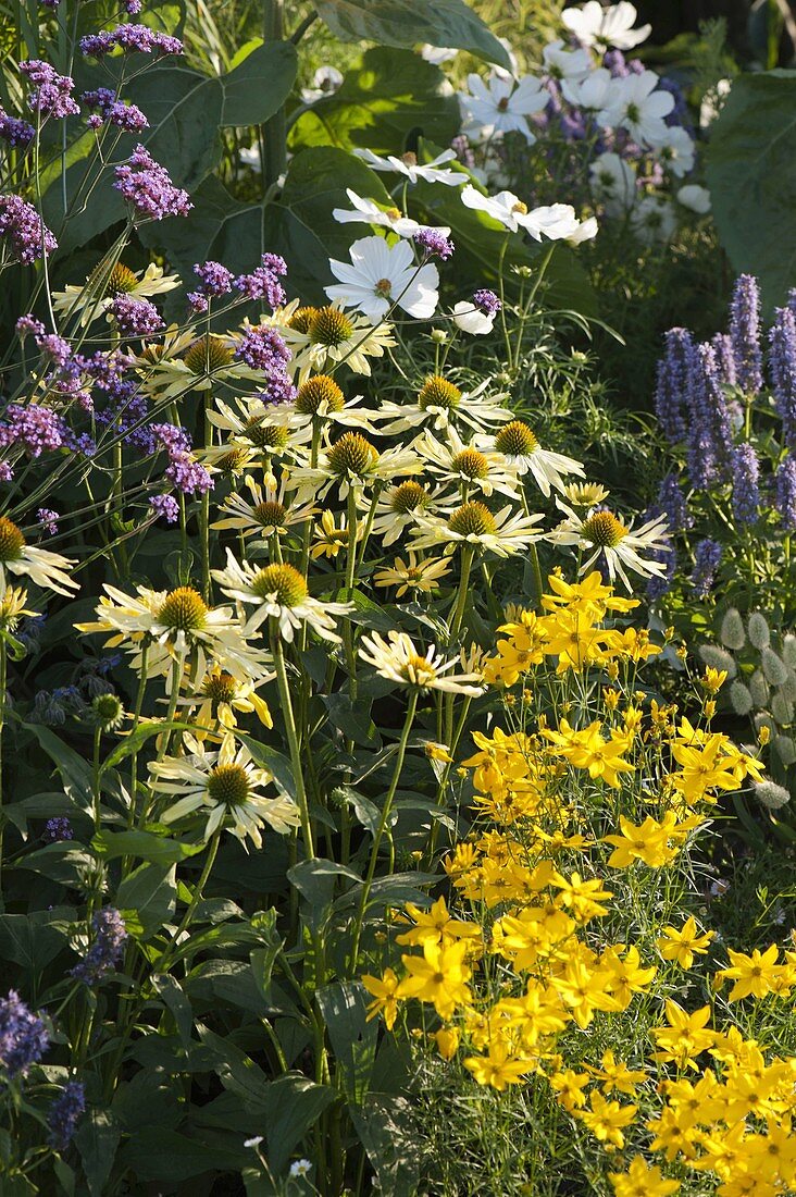 Echinacea 'Sunrise' (Sonnenhut), Coreopsis 'Grandiflora' (Mädchenauge)