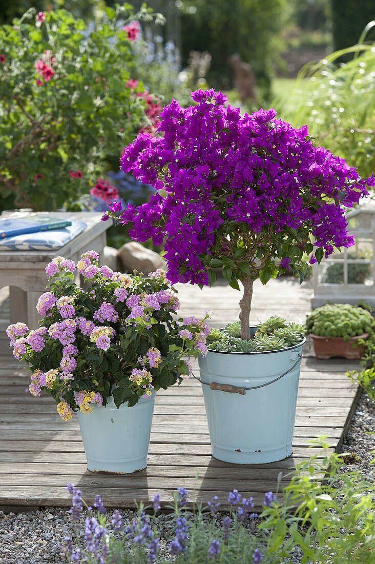 Bougainvillea 'Alexandra' unterpflanzt mit Echeveria (Echeverien)