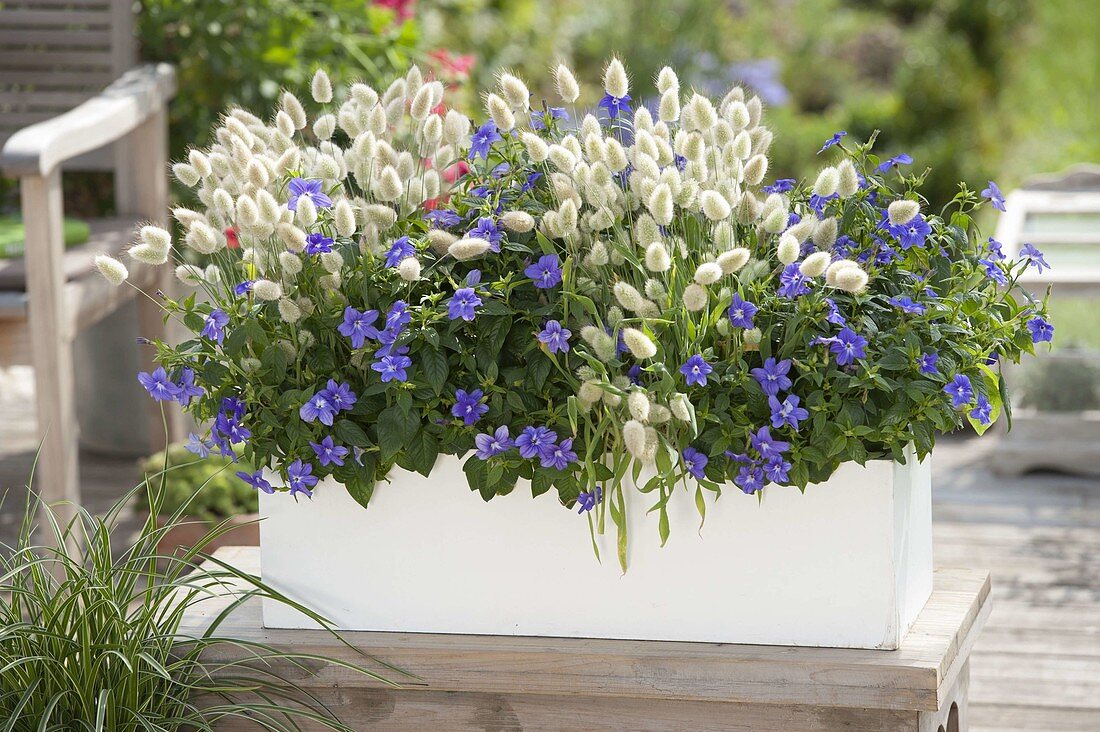 White box with Lagurus ovatus 'Bunny Tails' (hare's tail grass)