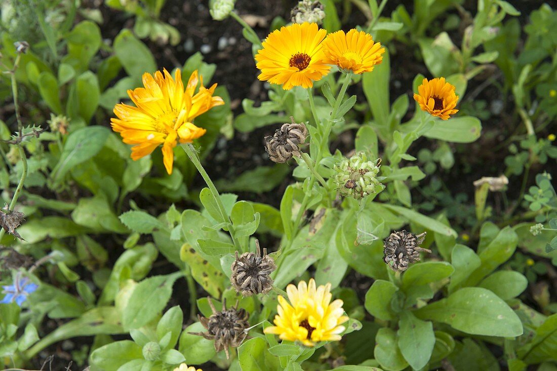Calendula (marigolds), flowers and seed heads