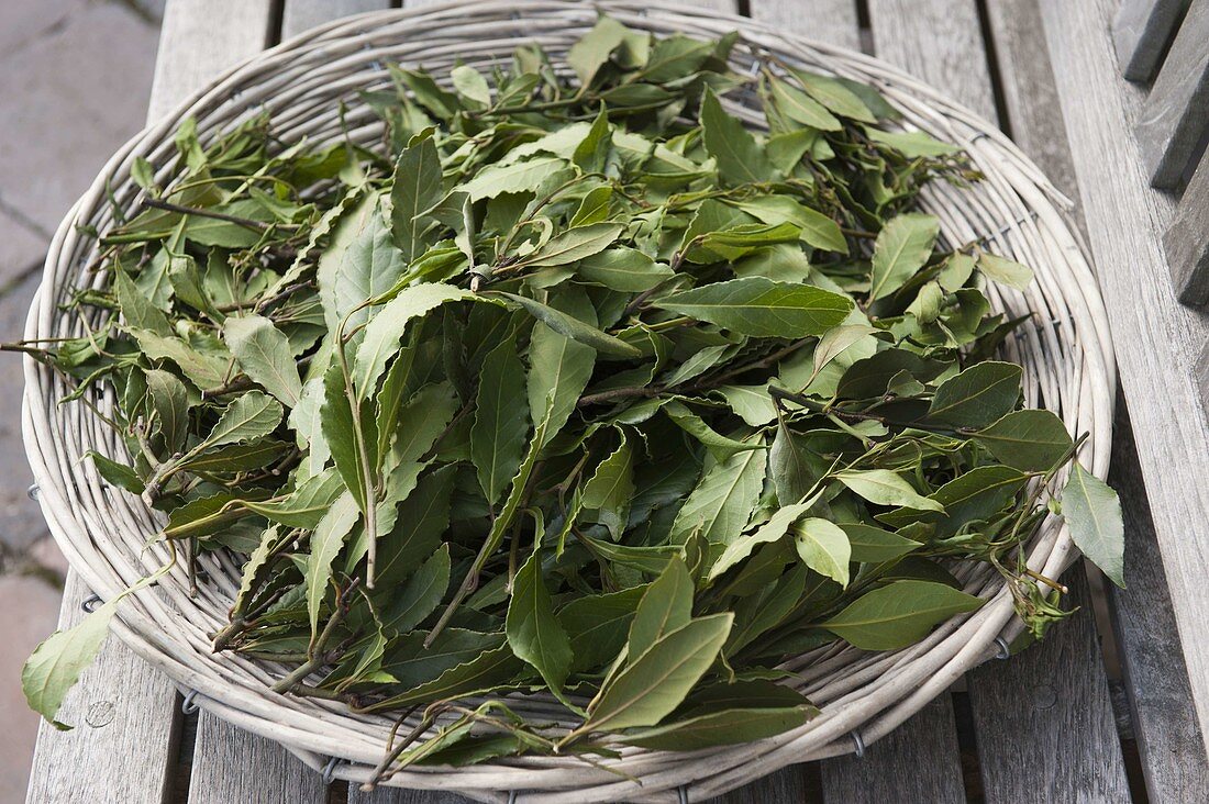 Blätter von Lorbeer (Laurus nobilis) trocknen als Gewürz