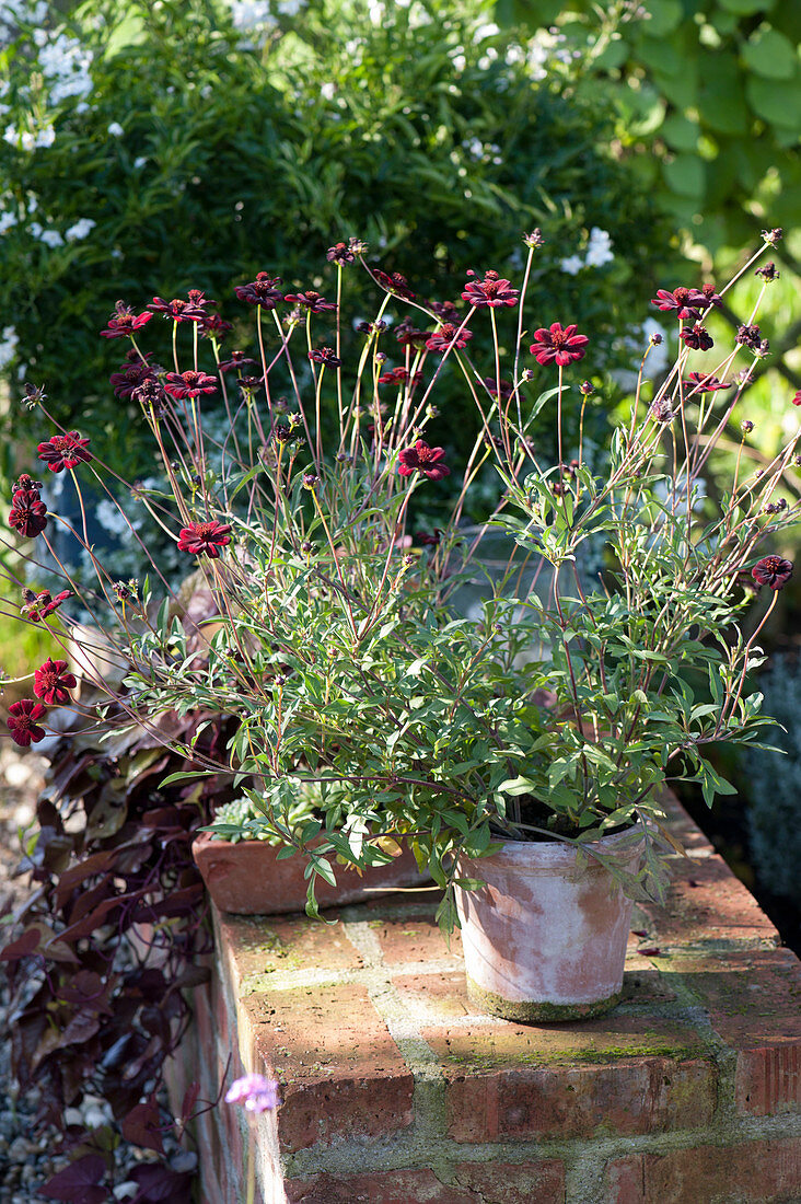 Cosmos 'Chocamocha' (Schokoladenblume) auf Gartenmauer