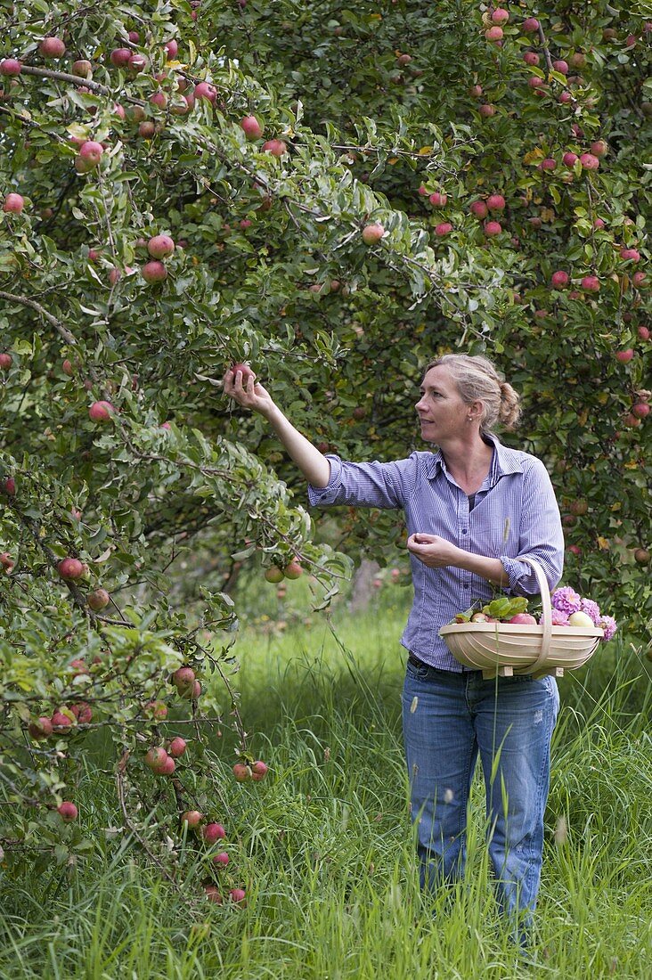 Frau pflückt Äpfel (Malus)