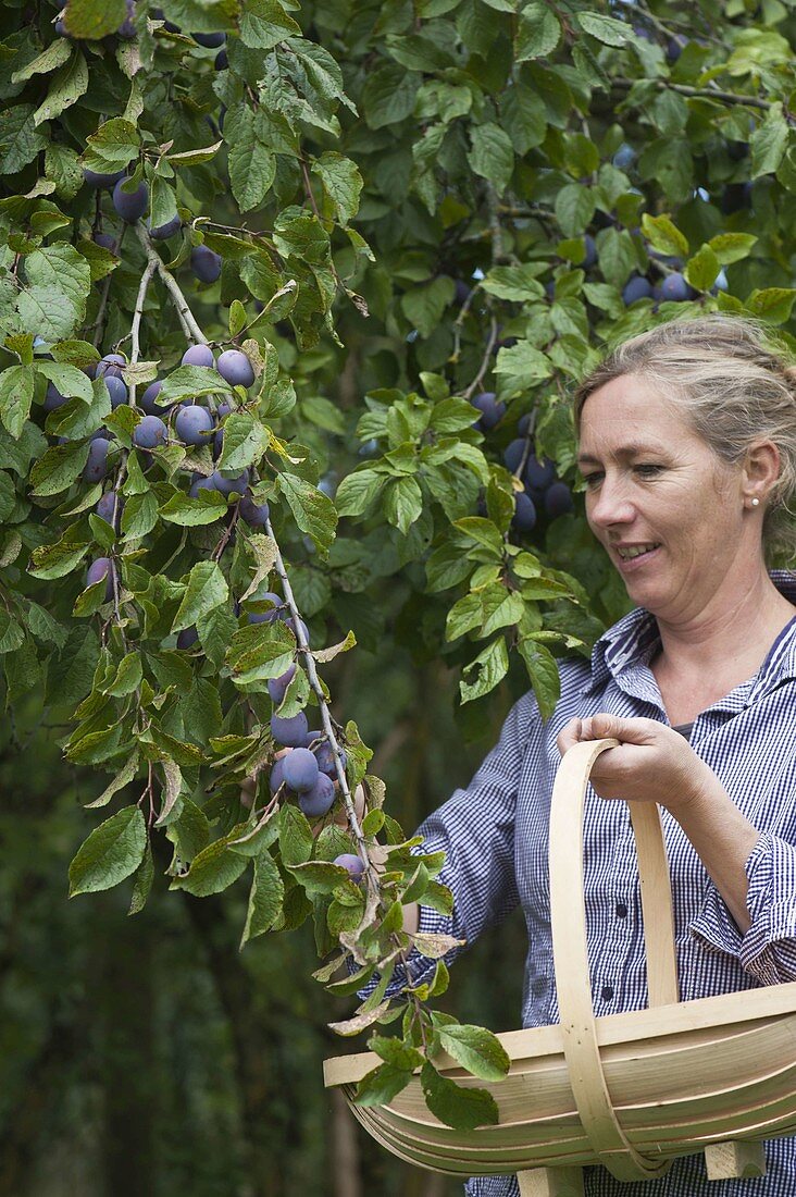 Woman picking plums (Prunus domestica)