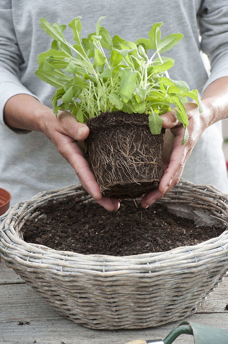 Planting sage basket 1/5