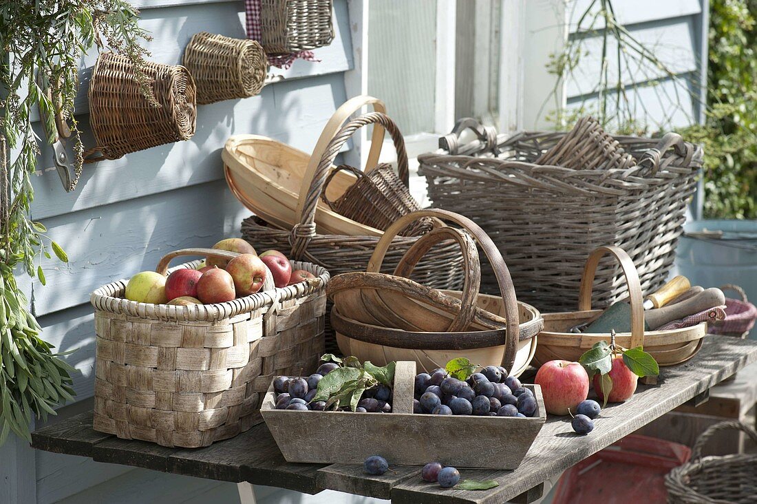 Freshly harvested apples (Malus) and plums (Prunus domestica)