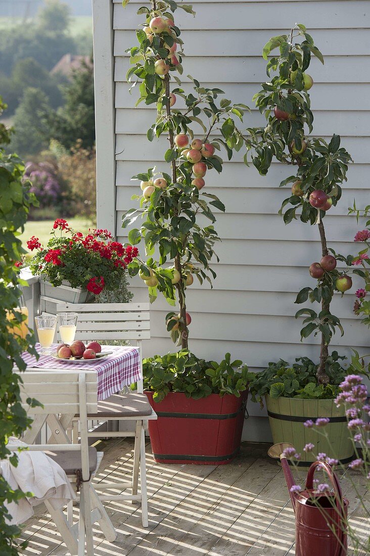 Apple trees on the balcony: Apple 'Malini Dulcessa', Starline Firedance