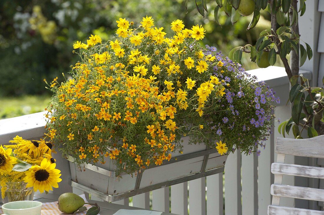 Balcony box with Tagetes Tenuifolia (marigold), Bidens 'Tweety'.