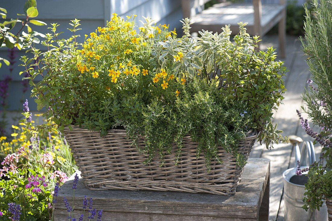 Basket box with tea herbs