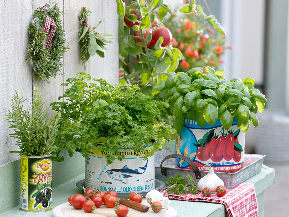 Parsley (Petroselinum) and basil (Ocimum basilicum)