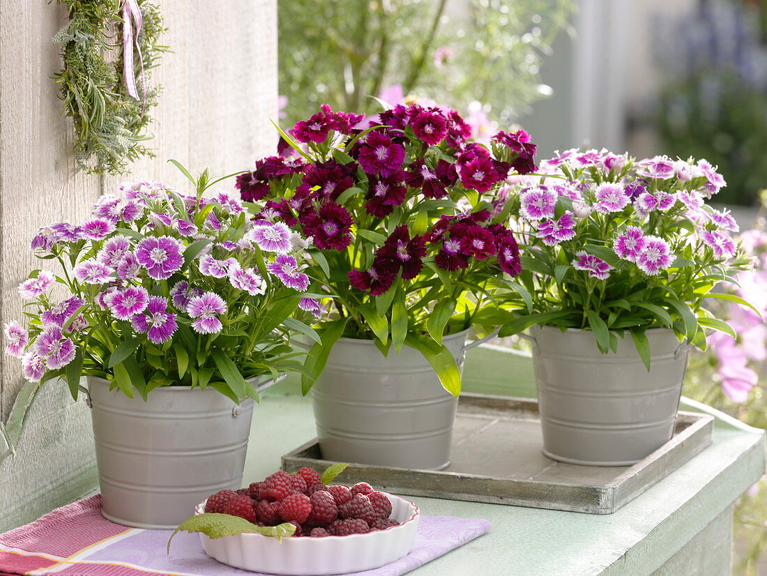 Dianthus chinensis (Chinese carnations) in metal planters