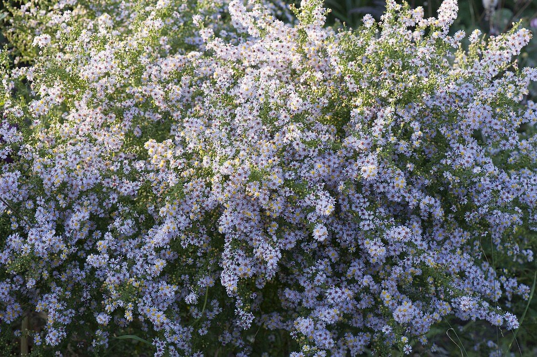 Aster cordifolius (Black Aster)