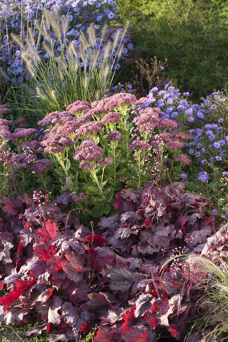 Herbstbeet mit Heuchera (Purpurglöckchen) , Sedum telephium 'Herbstfreude'