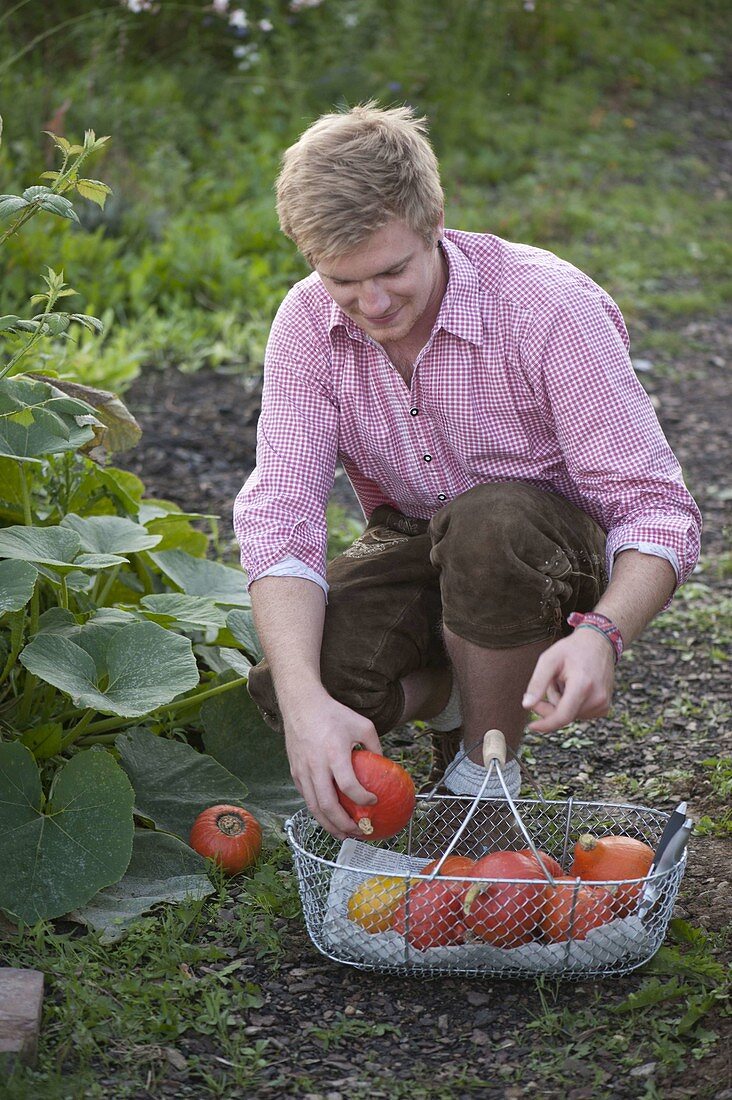 Young man harvesting Hokkaido pumpkins (Cucurbita)