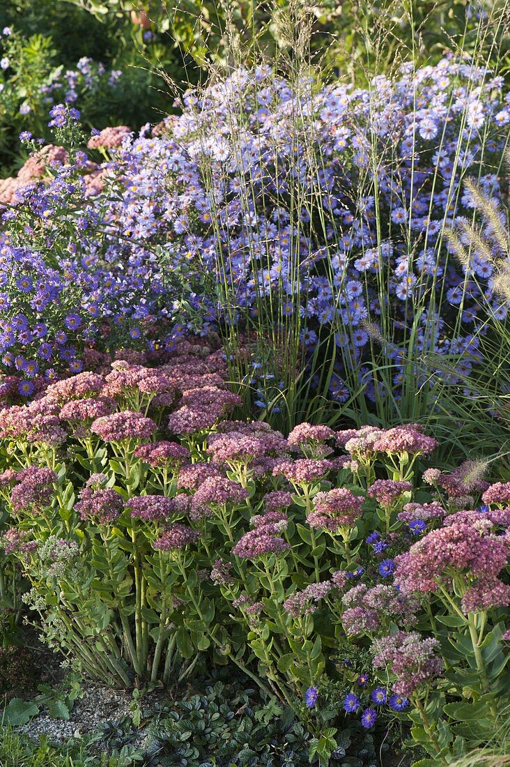 Sedum telephium 'Herbstfreude', Aster novi-belgii