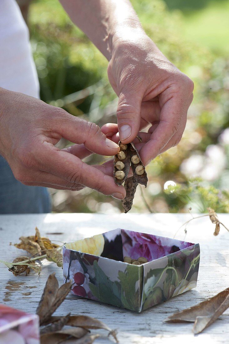 Dried peas (Pisum) in a self-folded box