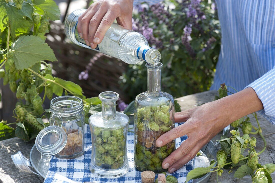 Preparing hop liqueur with vodka