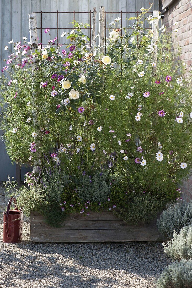 Planting a rose and summer flowers in a screen box 3/4