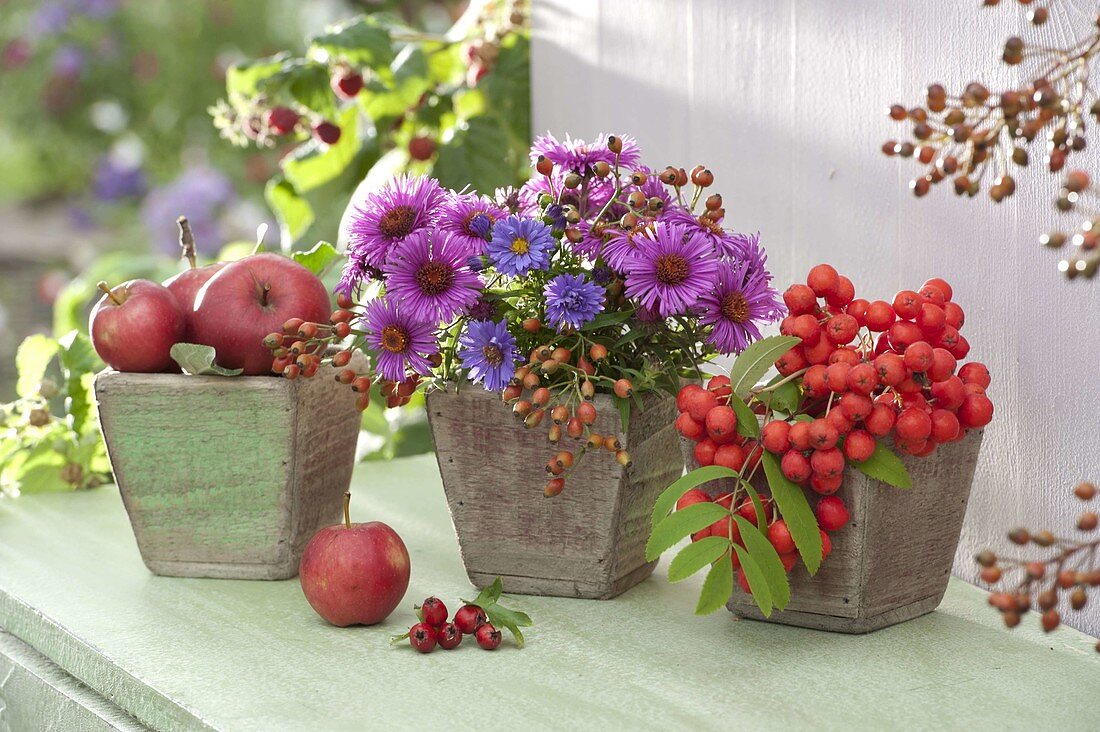 Kleiner Strauß aus Aster (Herbstastern) und Rosa (Hagebutten)