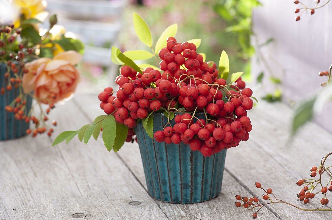 Kleiner Strauß aus eßbarer Eberesche (Sorbus 'Edulis')