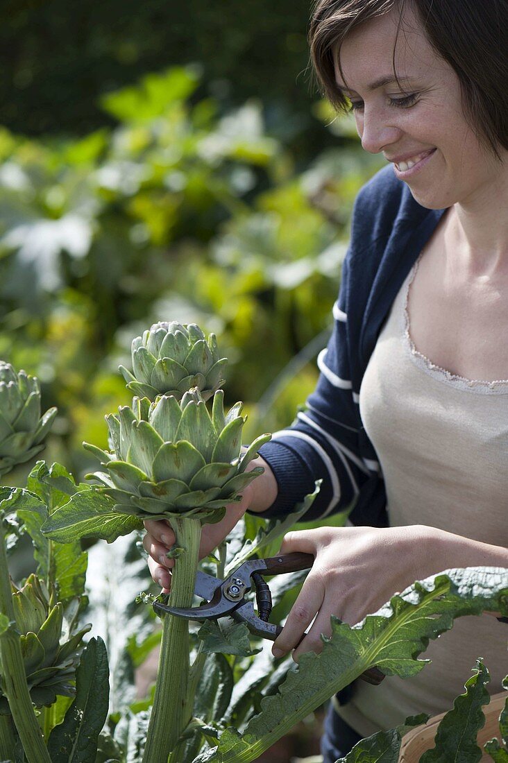 Junge Frau schneidet Blüte von Artischocke (Cynara scolymus)