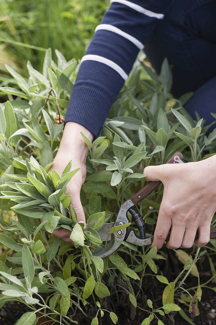 Young woman harvesting sage (Salvia officinalis)