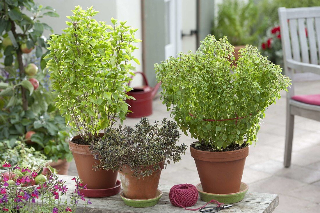 Basil 'Green Giant' 'Red Ball' 'Green Super Globe'