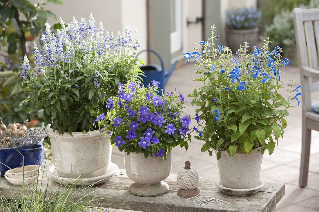 Blue planted pots on bench from left