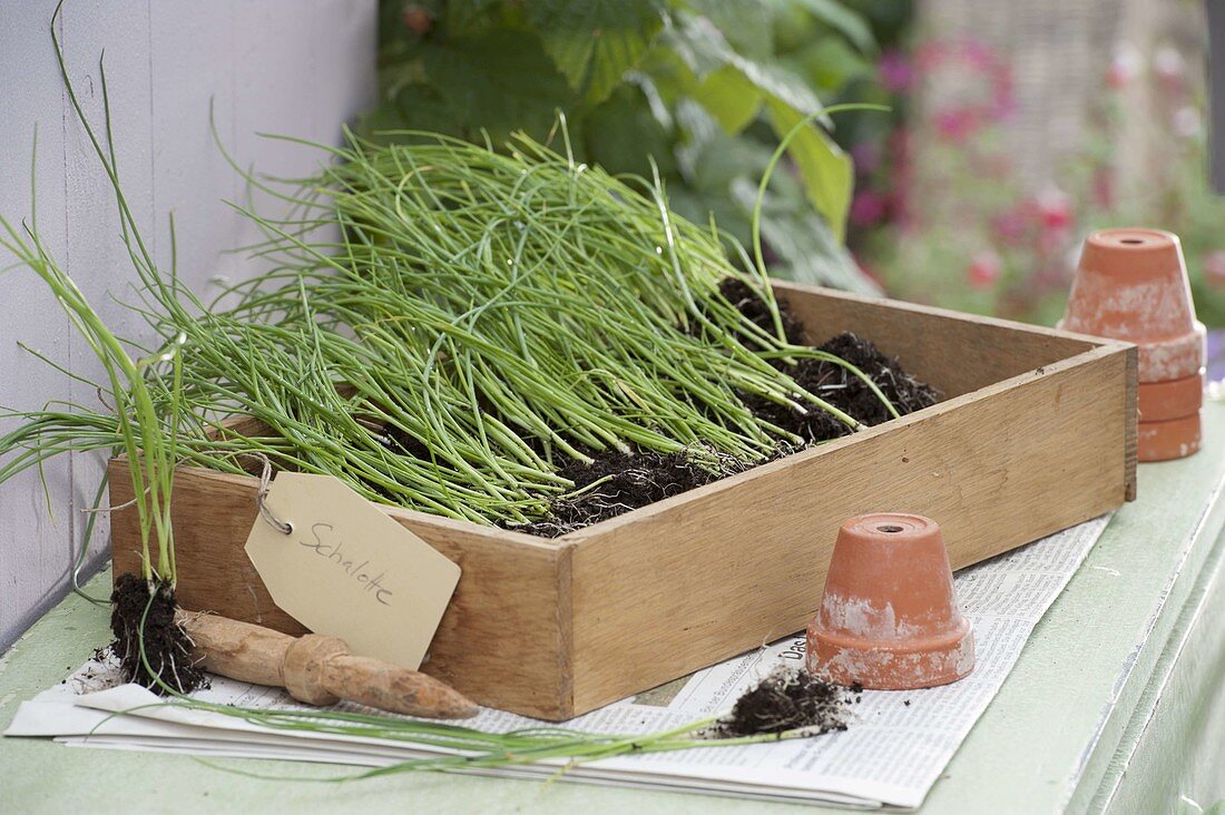 Jungpflanzen von Schalotten (Allium ascalonicum) zum auspflanzen