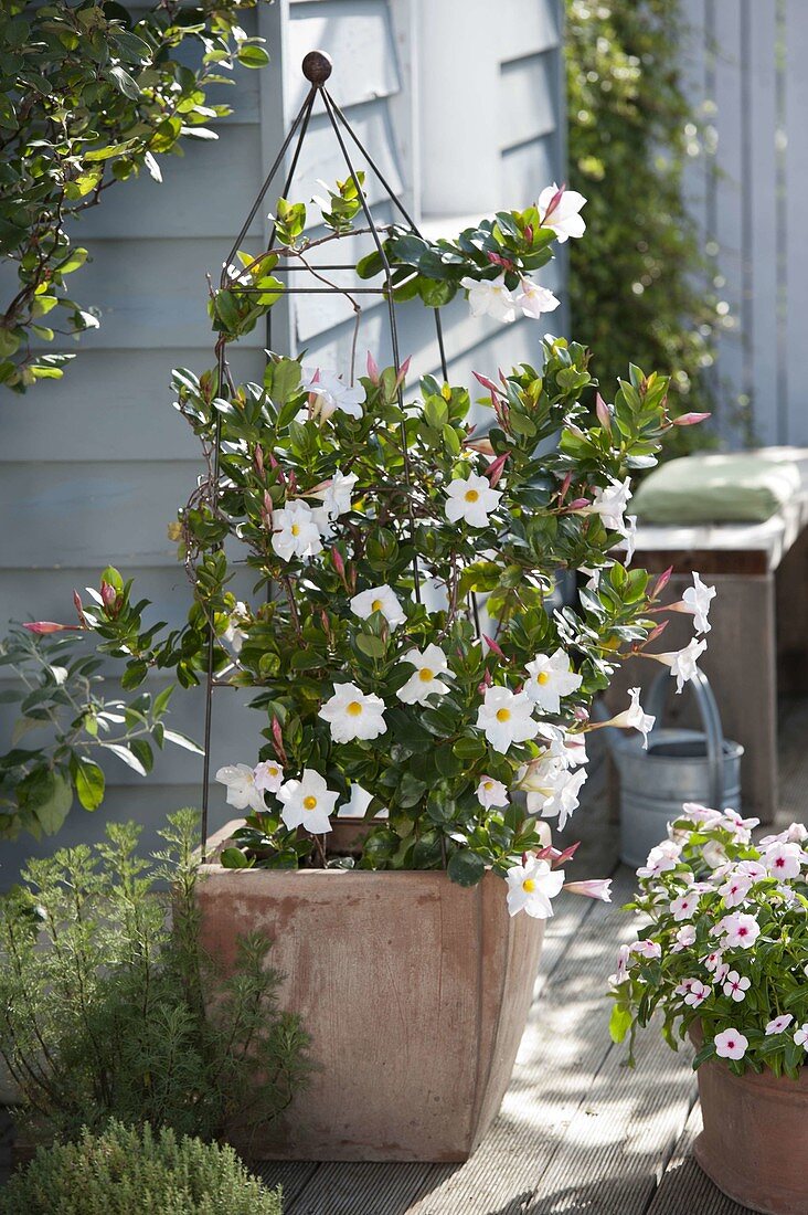 Mandevilla Sundaville 'Cosmos White' (Dipladenie)