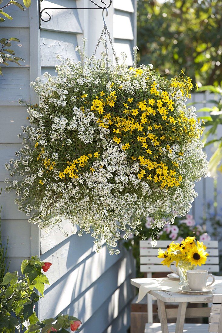 Gelb - weiße Ampel mit Lobularia 'Snow Princess' (Duftsteinrich) und Bidens